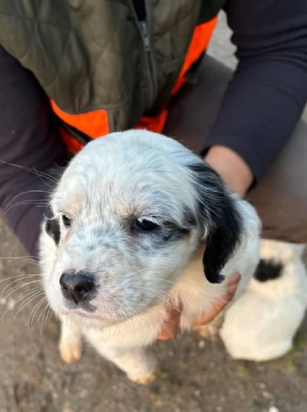 Setter inglese  | Foto 0