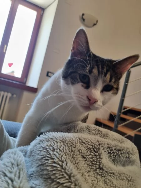 Regalo due gatte azione responsabile