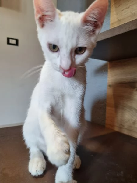 Regalo due gatte azione responsabile | Foto 2