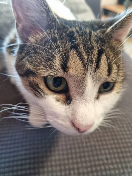 Regalo due gatte azione responsabile | Foto 1