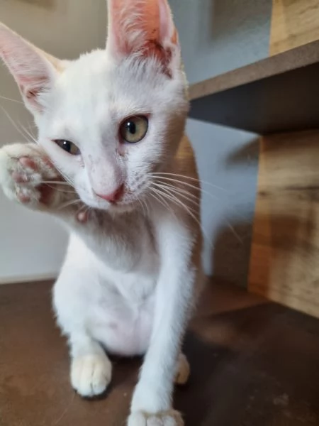 Regalo due gatte azione responsabile | Foto 0