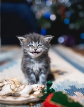 bellissimi gattini maine coon | Foto 0