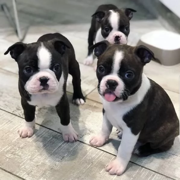 Cuccioli di Boston terrier