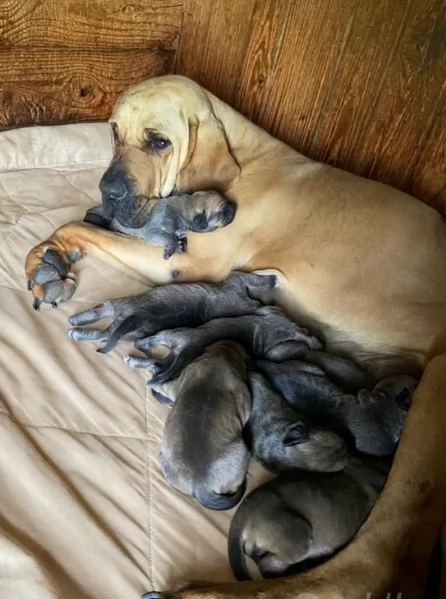 cuccioli di Fila Brasileiro