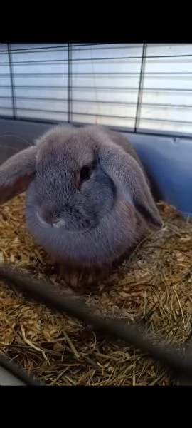 Coniglio nano testa di Ariete  | Foto 0