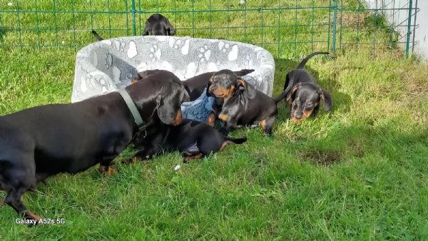 MERAVIGLIOSI CUCCIOLI DI BASSOTTO NANO | Foto 2