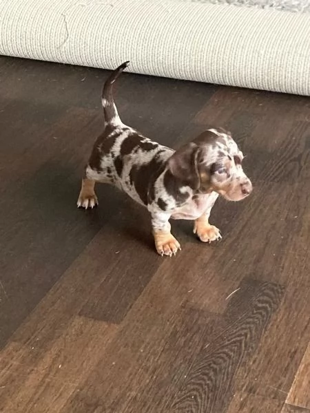 Disponibili cuccioli maschi e femmine di Bassotto Nano | Foto 1