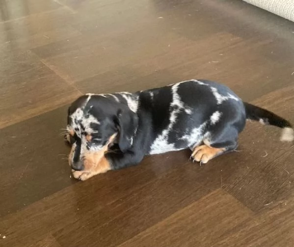 Disponibili cuccioli maschi e femmine di Bassotto Nano