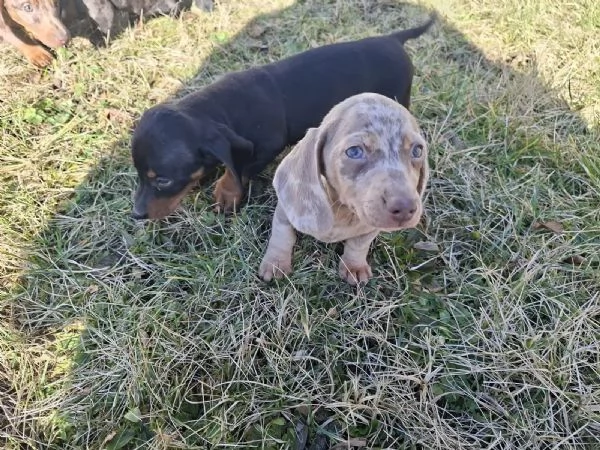 adorabili cuccioli di Bassotto ideali per bambini e famiglie | Foto 2