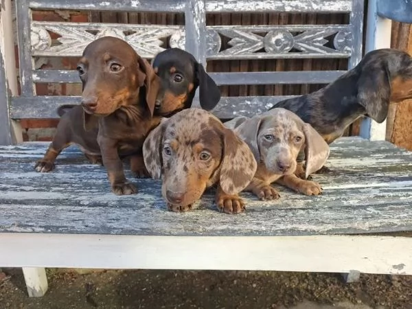 Adorabili cuccioli di bassotto nano color cioccolato e nero focato cercano una famiglia amorevole
