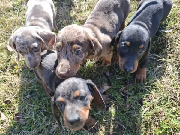Adorabili cuccioli di bassotto nano color cioccolato e nero focato cercano una famiglia amorevole | Foto 0