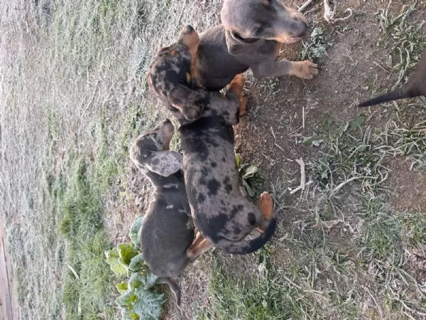 Adorabili cuccioli di bassotto in cerca di una famiglia amorevole | Foto 1