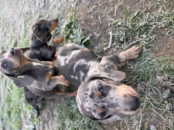 Adorabili cuccioli di bassotto in cerca di una famiglia amorevole | Foto 0