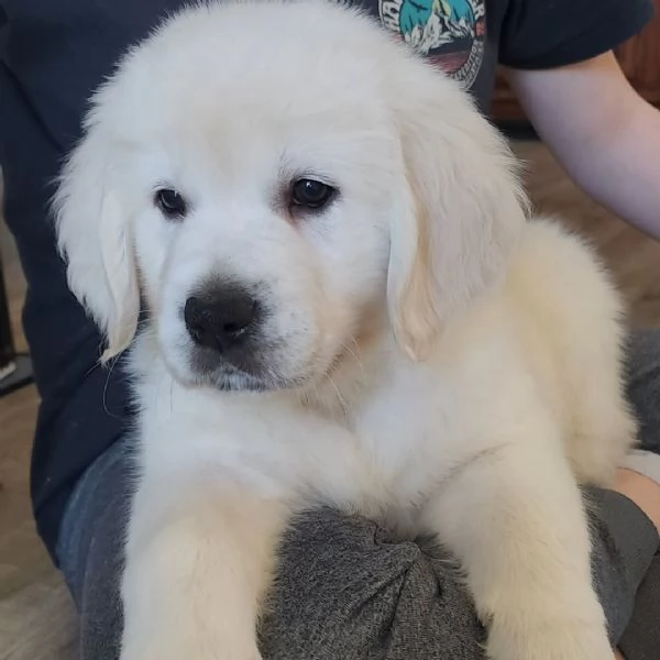 Due cuccioli di Golden Retriever cercano casa