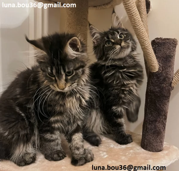 Maine coon gattino disponibile Allevatore offre parenti gattini Kitten Maine bestiame vaccinato truc