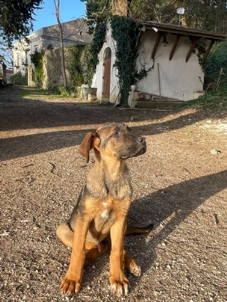 Cucciolo di taglia grande dolcissimo