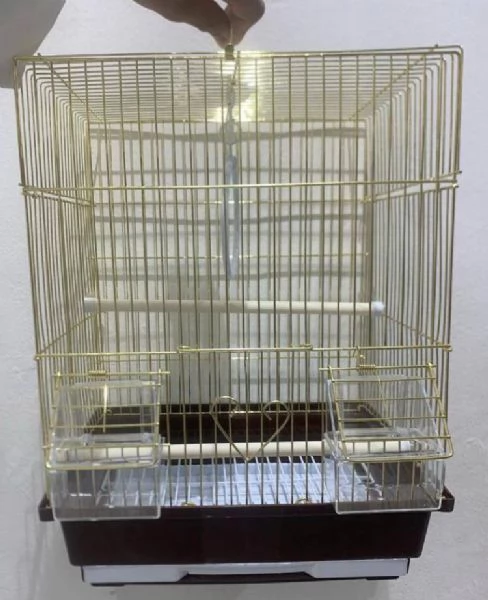 Pappagalli cenerini africani con pedigree disponibili  | Foto 1