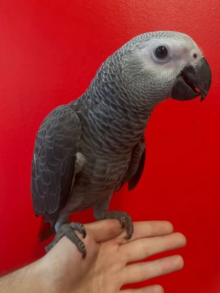 Pappagalli cenerini africani parlanti e uova