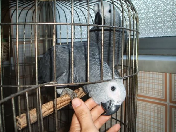 Pappagalli cenerini ben addestrati con un buon temperamento e uova