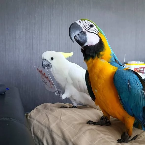 Ara blu e dorate parlanti e uova in vendita