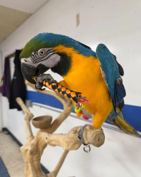 Ara blu e dorate ben addestrate e parlanti e uova in vendita | Foto 0