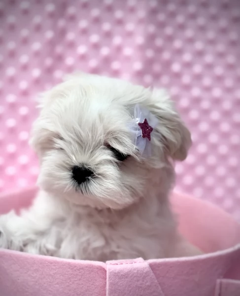 bellissimi maltese per adozione | Foto 5