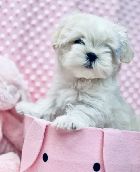 bellissimi maltese per adozione | Foto 2