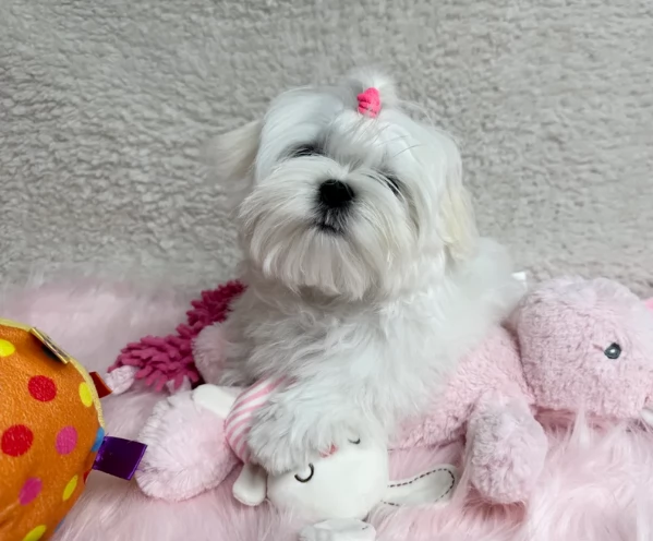 bellissimi maltese per adozione | Foto 1