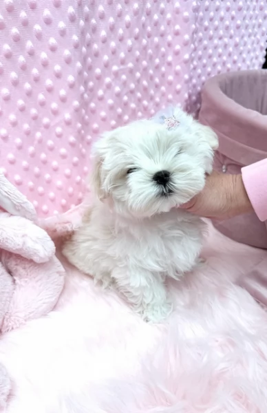 bellissimi maltese per adozione | Foto 0