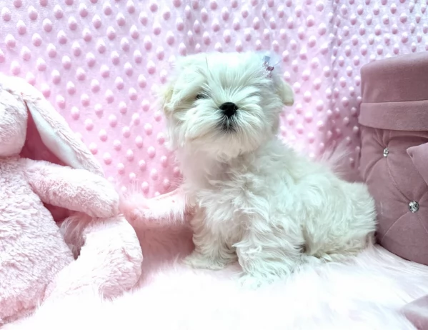 bellissimi maltese per adozione | Foto 4