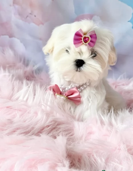 bellissimi maltese per adozione | Foto 3