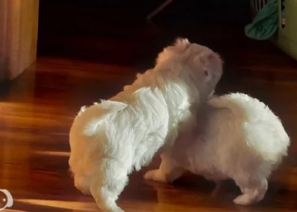 bellissimi maltese per adozione