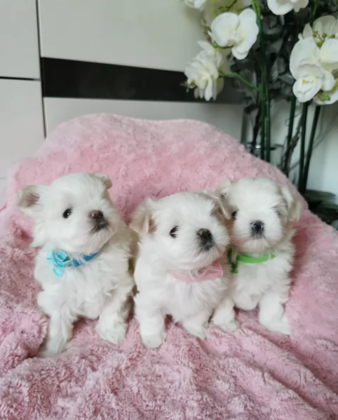 bellissimi maltese per adozione | Foto 3