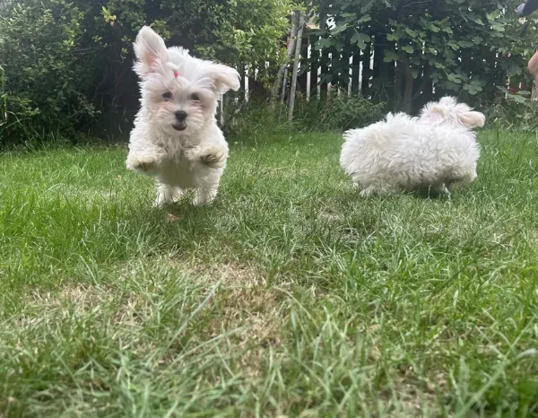 bellissimi maltese per adozione | Foto 2