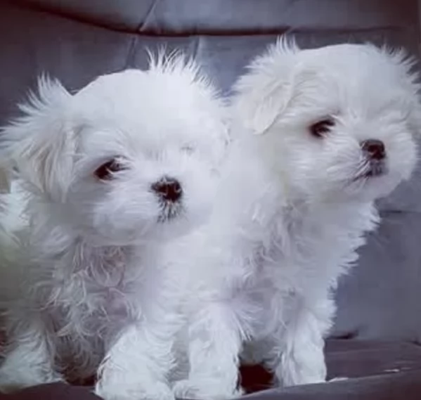 bellissimi maltese per adozione