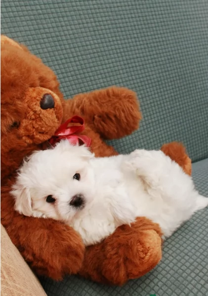 bellissimi maltese per adozione | Foto 0