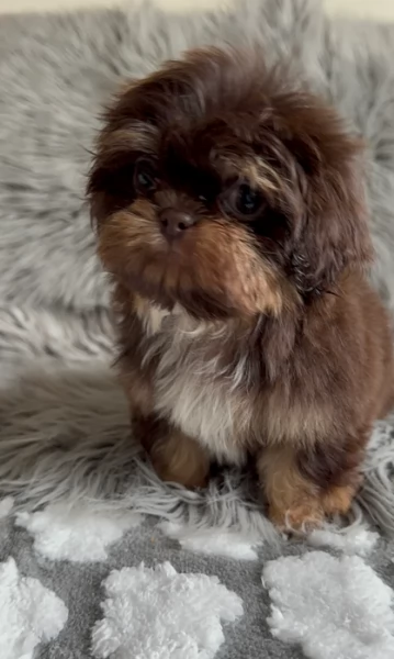 meravigliosi Shitzu per adozione | Foto 1