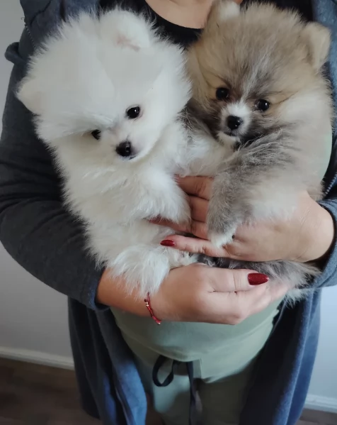 meravigliosi pomeranian maschio e femmina per ladozione | Foto 3