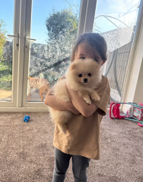 meravigliosi pomeranian maschio e femmina per ladozione | Foto 2