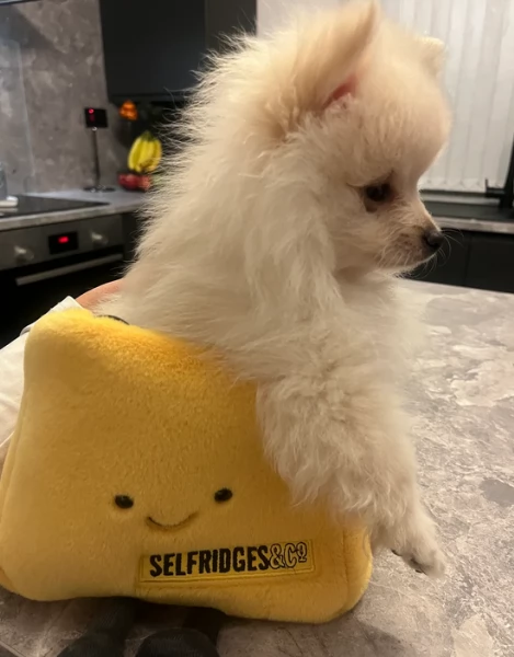 meravigliosi pomeranian maschio e femmina per ladozione | Foto 0