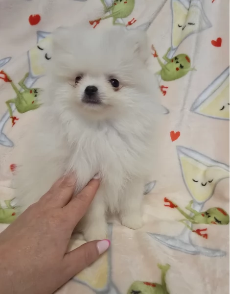 meravigliosi pomeranian maschio e femmina per ladozione | Foto 6