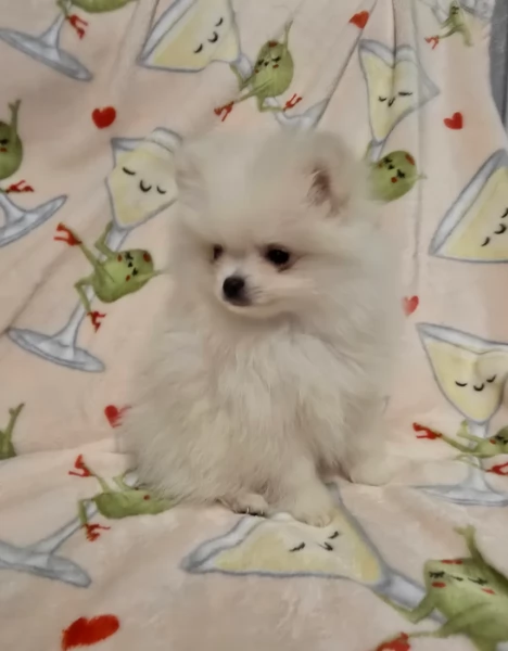 meravigliosi pomeranian maschio e femmina per ladozione | Foto 4