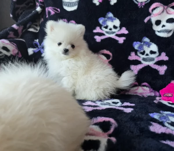 meravigliosi pomeranian maschio e femmina per ladozione | Foto 3