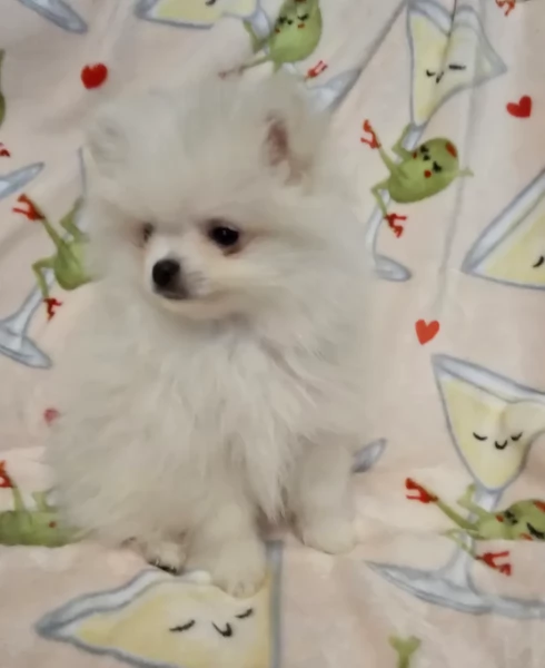 meravigliosi pomeranian maschio e femmina per ladozione | Foto 2