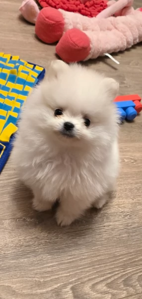 meravigliosi pomeranian maschio e femmina per ladozione | Foto 1