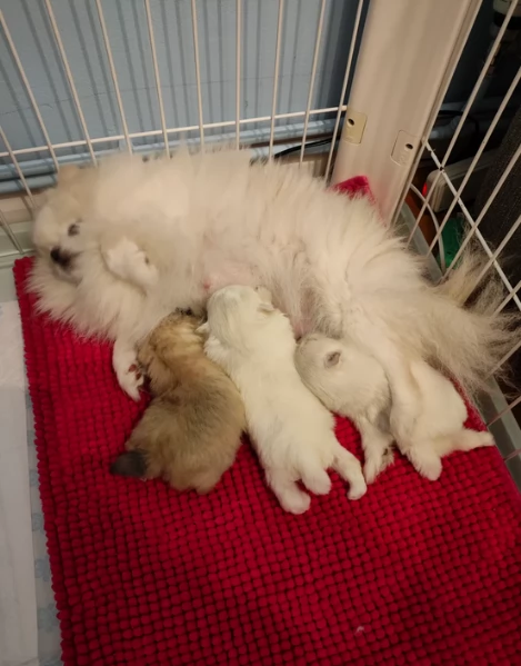 meravigliosi pomeranian maschio e femmina per ladozione | Foto 0