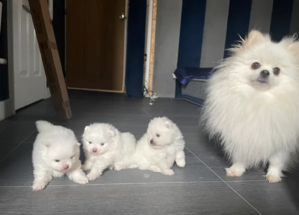 meravigliosi pomeranian maschio e femmina per ladozione | Foto 5