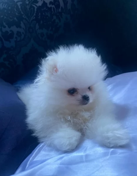 meravigliosi pomeranian maschio e femmina per ladozione