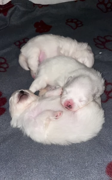 meravigliosi pomeranian maschio e femmina per ladozione | Foto 4