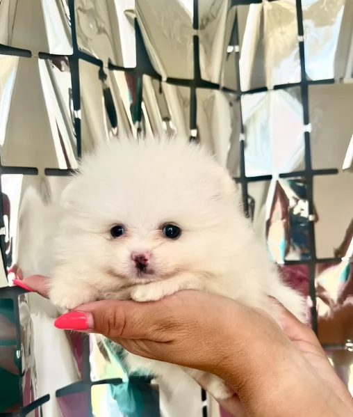 meravigliosi pomeranian maschio e femmina per ladozione | Foto 3